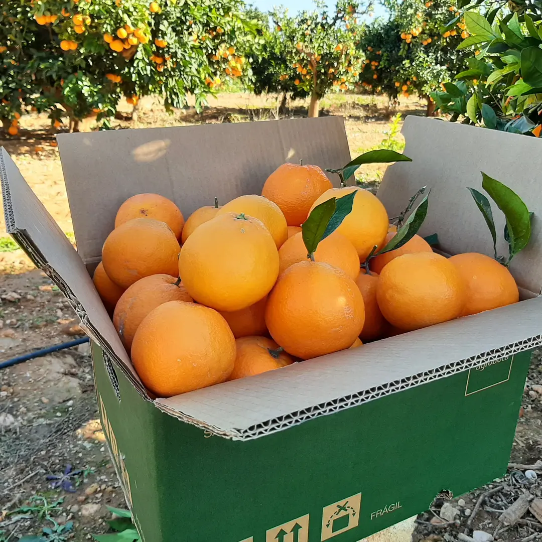 Naranjas Navel-NewHall (20kg)